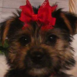 Morkies and Yorkshire Terriers from JoAnne Bergeron