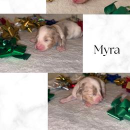 Myra (Sugar) - Cream female Dachshund puppy in Saint Paul, Minnesota from Vibrant Eyes Doxies