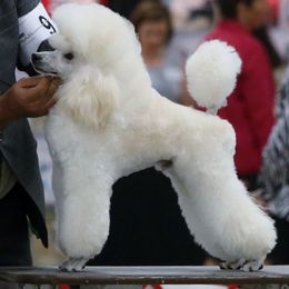 Ice - Poodle