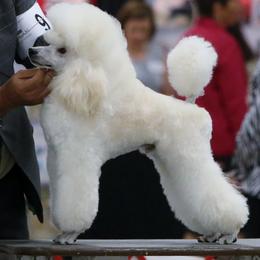 Ice - Poodle
