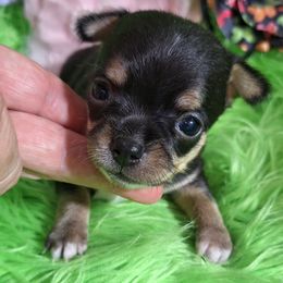 AKC Kacey - Black and tan female Chihuahua puppy in Emory, Texas from Mel's Wags & Kisses