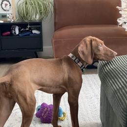 Mako - Vizsla