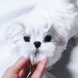 Olivia 7500 - White female Maltese puppy in Miami, Florida from Natalias Tiny Chihuahuas