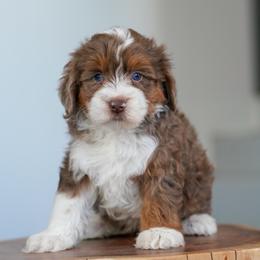 Fenway - Chocolate merle male Bernedoodle puppy in Dundee, Ohio from Down Home Doodle