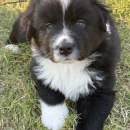 Howdy - Black & white male Australian Shepherd puppy in Coldwater, Mississippi from Pure Grit Aussies