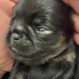 Girl 2 - Belge female Brussels Griffon puppy in Yucaipa, Texas from Griffs & Giggles Ranch - The Cortez Family
