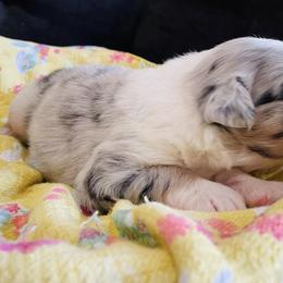 Murphey - Blue merle male Australian Shepherd puppy in Celina, Tennessee from CumberlandRidge Australian Shepherds