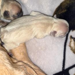 Lilac with OFA Parents - Tricolors female French Bulldog puppy in Billings, Montana from Yellowstone Frenchies