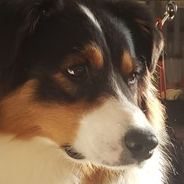 Joy - Australian Shepherd