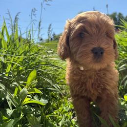 Lucky - Red  female Goldendoodle puppy in Red Oak, Iowa from Fisher Pups-Stay Golden with a Doodle