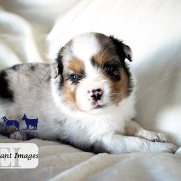 Boy 2 - Blue merle male Miniature Australian Shepherd puppy in Galesburg, Illinois from Garretts Green Acres