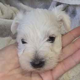 White Boy 1 Cooper - White male Miniature Schnauzer puppy in Spring Hill, Florida from Suncoast Miniature Schnauzers