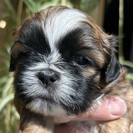 Teddy - Sable and white male Shih Tzu puppy in Victorville, California from Precioustzus