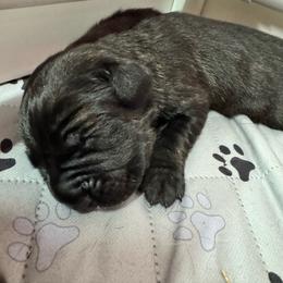 Axel - Black brindle male Cane Corso puppy in Pollock Pines, California from Capitol City Cane Corso