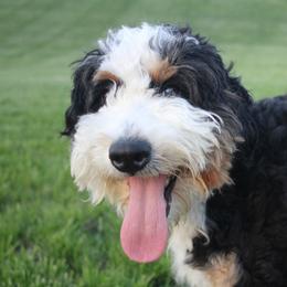 Willow - Bernedoodle