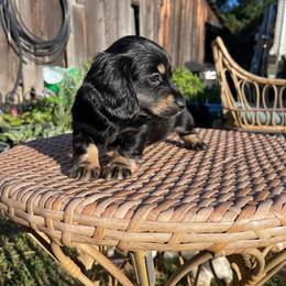 Brie - Black and cream female Dachshund puppy in Rogue River, Oregon from Bear Feet Dachshunds