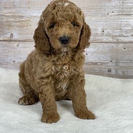 Leo - Red  male Goldendoodle puppy in Millersburg, Ohio from Ohio Puppy Paws
