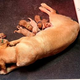 Labrador Retriever Puppies from Stetson Farm and Kennel