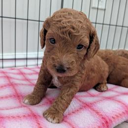 Blue - Red male Whoodle puppy in Layton, Utah from Penny's Puppies