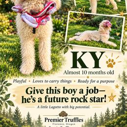 Ky - White male Lagotto Romagnolo puppy in Westlake, Oregon from Premier Truffles