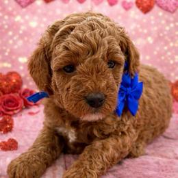 Ryder - Red  male Goldendoodle puppy in Idabel, Oklahoma from Kay Kay’s Poodles & Doodles