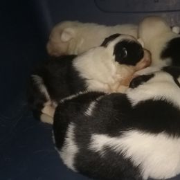 Border Collie and Labrador Retriever Puppies from Steppinstone Dog Training and Labradors