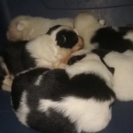 Border Collie and Labrador Retriever Puppies from Steppinstone Dog Training and Labradors