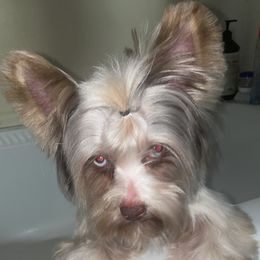 Wakanda - Yorkshire Terrier