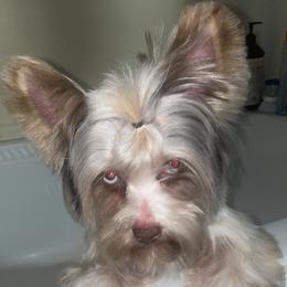 Wakanda - Yorkshire Terrier