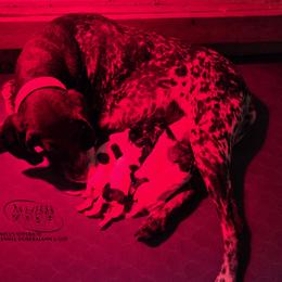 Girl 2 - Black roan female German Shorthaired Pointer puppy in China Township, Michigan from Snell's Superior Kennel Dobermann & GSP