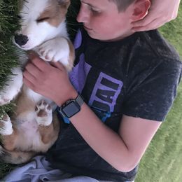 Cardigan Welsh Corgi Puppies from Glacier Cardigan Welsh Corgis