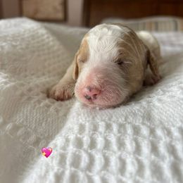 Goldendoodle Puppies from Family Goldendoodles