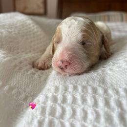 Goldendoodle Puppies from Family Goldendoodles
