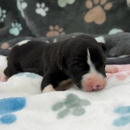 Sylvester - White and black male Whippet puppy in West Plains, Missouri from Sycamore Ridge Puppies