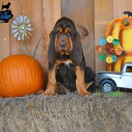 American Bully and Bloodhound Puppies from Blue Collar Kennelz Bloodhounds and American Bullies