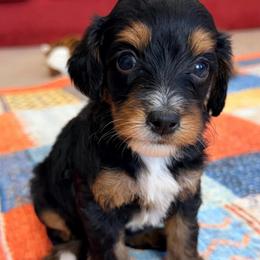 Chris - Tri-color female Bernedoodle puppy in Dundee, Ohio from Down Home Doodle