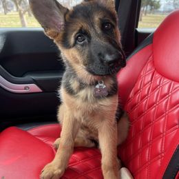 German Shepherd Puppies from Ewig Krieger Kennels
