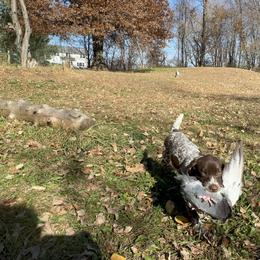 German Shorthaired Pointer Puppies from Valor Hill Kennels