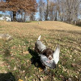 German Shorthaired Pointer Puppies from Valor Hill Kennels