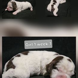 Girl 1 - Liver white and roan female English Springer Spaniel puppy in Lakeland, Georgia from A&N Hobby Farm