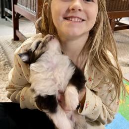 German Shepherd and Miniature American Shepherd Puppies from Bouchard’s Best Shepherds