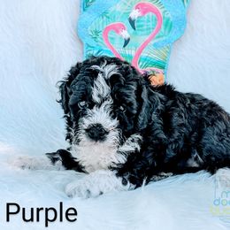 Girl 2 - Black and white Bernedoodle puppy in Ohio from Mini Doodle Buddies