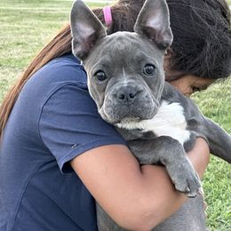 Channel 💙💙 - Black and tan French Bulldog puppy in Inglewood, California from French OG Los Ángeles