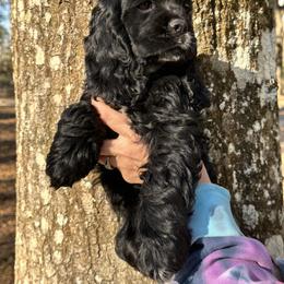 Cocker Spaniel Puppies from Anastasia Knight's Cocker Spaniels