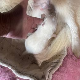 POMSKI - NOEL - DOUBLE BLUE EYES - White female Pomeranian puppy in Avon Park, Florida from Mariska's Pomeranians