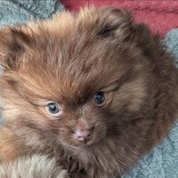 Girl 1 - Chocolate sable female Pomeranian puppy in Cocoa, Florida from Pom Coast Pomeranians