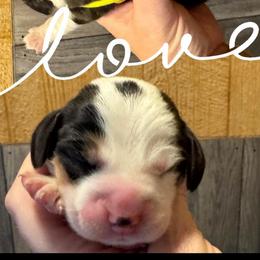 Yellow female - Black white and tan female Beagle puppy in Viper, Kentucky from Mountain Top