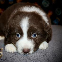 Fireball - Red & white male Miniature Australian Shepherd puppy in El Dorado Springs, Missouri from HP Aussie Kennels