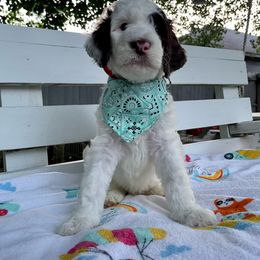 Sheepadoodle Puppies from Pawsome Doodle Haven