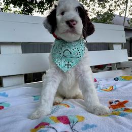 Sheepadoodle Puppies from Pawsome Doodle Haven